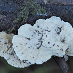 Trametes versicolor at Uriarra Village, ACT - 8 Jun 2024