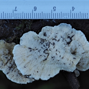 Trametes versicolor at Uriarra Village, ACT - 8 Jun 2024