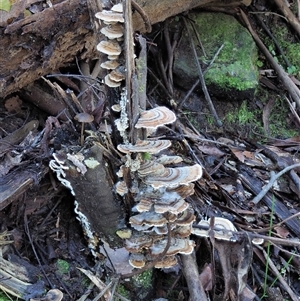 Trametes versicolor at Uriarra Village, ACT - 8 Jun 2024