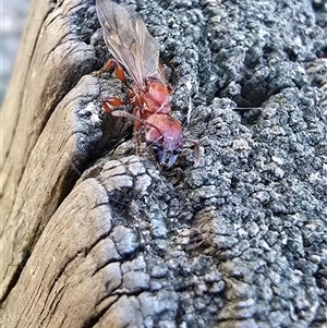 Podomyrma gratiosa (Muscleman tree ant) at Seymour, VIC by FeralGhostbat