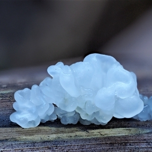 Tremella fuciformis at Uriarra Village, ACT - 8 Jun 2024