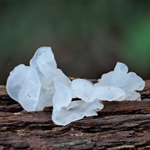 Tremella fuciformis at Uriarra Village, ACT - 8 Jun 2024