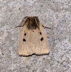 Anthela ocellata (Eyespot Anthelid moth) at Pialligo, ACT - 30 Nov 2024 by FeralGhostbat