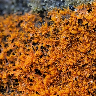 Trentepohlia sp. (genus) at Uriarra Village, ACT - 8 Jun 2024 by KenT