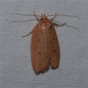 Garrha leucerythra (A concealer moth) at Freshwater Creek, VIC by WendyEM