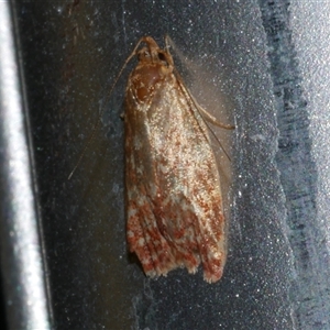 Syringoseca rhodoxantha (A concealer moth) at Freshwater Creek, VIC by WendyEM