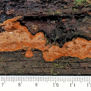 Hymenochaete at Uriarra Village, ACT - 10 Jun 2024 10:41 AM