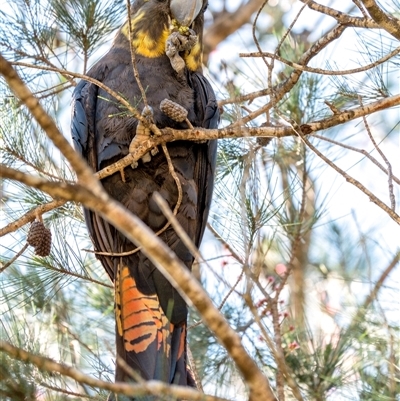 Calyptorhynchus lathami lathami (Glossy Black-Cockatoo) at Penrose, NSW - 17 Apr 2020 by Aussiegall