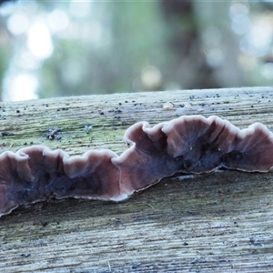 Xylobolus illudens at Uriarra Village, ACT - 8 Jun 2024