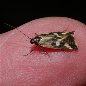 Epithymema incomposita (Chezela group) at Freshwater Creek, VIC by WendyEM