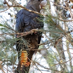 Calyptorhynchus lathami lathami (Glossy Black-Cockatoo) at Penrose, NSW - 17 Apr 2020 by Aussiegall