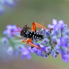 Echthromorpha intricatoria (Cream-spotted Ichneumon) at Wallaroo, NSW - 5 Dec 2024 by Jek