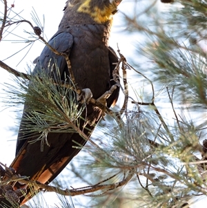 Calyptorhynchus lathami lathami (Glossy Black-Cockatoo) at Penrose, NSW by Aussiegall