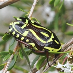 Eupoecila australasiae (Fiddler Beetle) at Jerrabomberra, NSW - 3 Dec 2024 by Harrisi