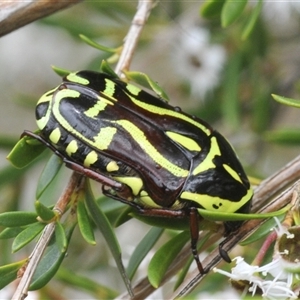 Eupoecila australasiae at Jerrabomberra, NSW - 3 Dec 2024