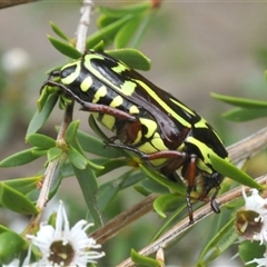 Eupoecila australasiae at Jerrabomberra, NSW - 3 Dec 2024