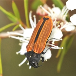 Castiarina erythroptera at Jerrabomberra, NSW - 3 Dec 2024