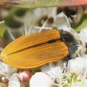 Castiarina subpura at Jerrabomberra, NSW - 3 Dec 2024