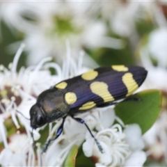 Castiarina inconspicua at Jerrabomberra, NSW - 3 Dec 2024