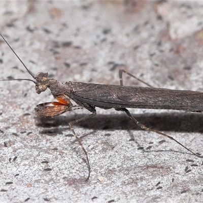 Paraoxypilus tasmaniensis (Black bark mantis or Boxing mantis) at Throsby, ACT - 4 Dec 2024 by TimL