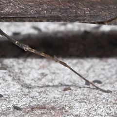 Neanuridae (family) at Throsby, ACT - 4 Dec 2024 11:16 AM