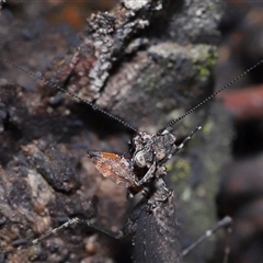 Neanuridae (family) at Throsby, ACT - 4 Dec 2024 11:16 AM