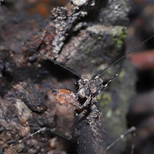 Neanuridae (family) at Throsby, ACT - 4 Dec 2024 11:16 AM