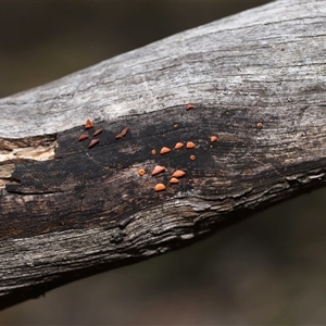 Heterotextus sp. at Forde, ACT - 4 Dec 2024 11:46 AM