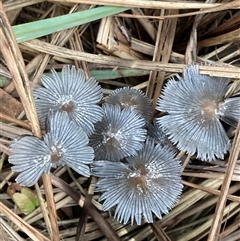 Coprinellus etc. (An Inkcap) at Chifley, ACT - 6 Dec 2024 by George