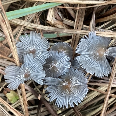 Coprinellus etc. (An Inkcap) at Chifley, ACT - 5 Dec 2024 by George