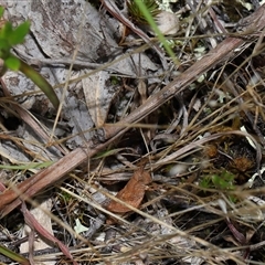 Phaulacridium vittatum (Wingless Grasshopper) at Throsby, ACT - 4 Dec 2024 by TimL