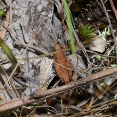 Phaulacridium vittatum at Throsby, ACT - 4 Dec 2024 12:33 PM