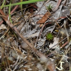 Phaulacridium vittatum at Throsby, ACT - 4 Dec 2024 12:33 PM