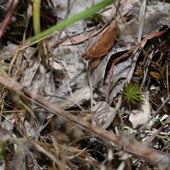 Phaulacridium vittatum at Throsby, ACT - 4 Dec 2024 12:33 PM
