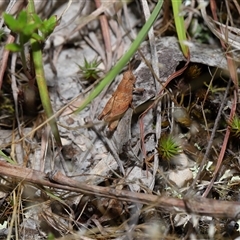 Phaulacridium vittatum at Throsby, ACT - 4 Dec 2024 12:33 PM