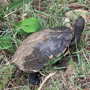 Chelodina longicollis at Hackett, ACT - 6 Dec 2024