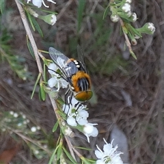 Scaptia (Scaptia) auriflua (A flower-feeding march fly) at Queanbeyan West, NSW - 6 Dec 2024 by Paul4K