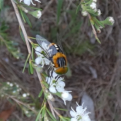 Scaptia (Scaptia) auriflua (A flower-feeding march fly) at Queanbeyan West, NSW - 6 Dec 2024 by Paul4K