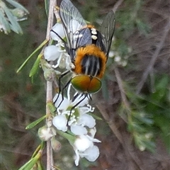 Scaptia (Scaptia) auriflua at Queanbeyan West, NSW - 6 Dec 2024 07:23 AM