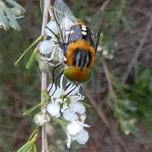 Scaptia (Scaptia) auriflua at Queanbeyan West, NSW - 6 Dec 2024 07:23 AM
