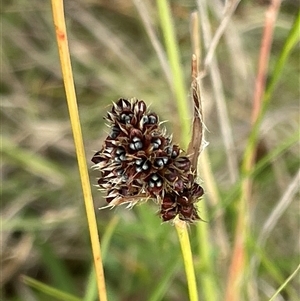 Luzula ovata (Pyramid Woodrush) at Rendezvous Creek, ACT by JaneR