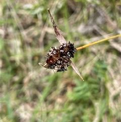 Luzula ovata at Rendezvous Creek, ACT - 4 Dec 2024 01:14 PM