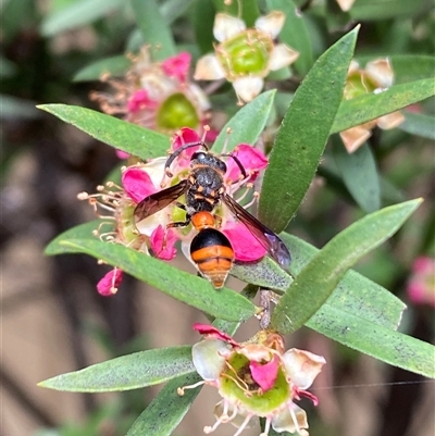 Deuterodiscoelius sp. (genus) (Potter Wasp) at Jerrabomberra, NSW - 6 Dec 2024 by SteveBorkowskis