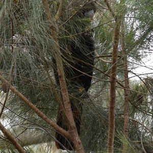 Calyptorhynchus lathami lathami (Glossy Black-Cockatoo) at Hill Top, NSW by GITM2