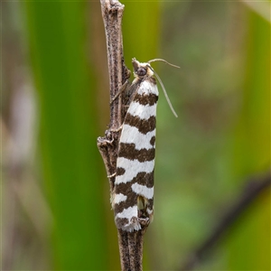 Technitis amoenana at Cotter River, ACT - 5 Dec 2024 01:34 PM