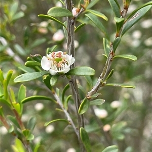 Leptospermum obovatum at Rendezvous Creek, ACT - 4 Dec 2024