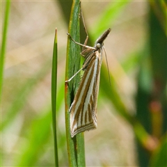 Hednota megalarcha (A Crambid moth) at Cotter River, ACT - 5 Dec 2024 by DPRees125