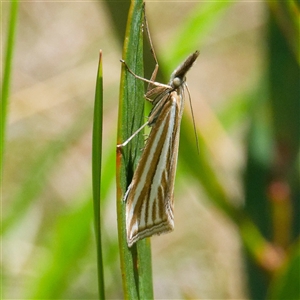 Hednota megalarcha (A Crambid moth) at Cotter River, ACT by DPRees125