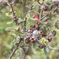 Leptospermum myrtifolium (Myrtle Teatree) at Rendezvous Creek, ACT - 27 Nov 2024 by JaneR