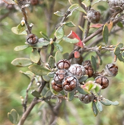 Leptospermum myrtifolium (Myrtle Teatree) at Rendezvous Creek, ACT - 27 Nov 2024 by JaneR